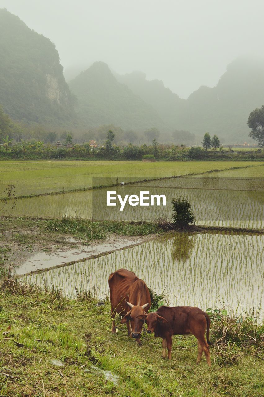 Cows in the rice paddy during fog