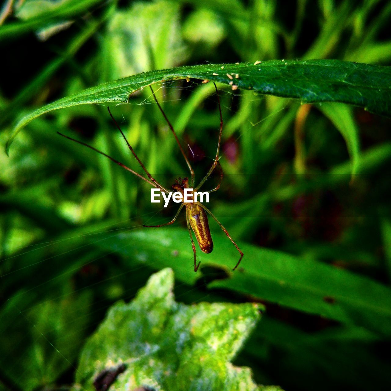 CLOSE-UP OF INSECT ON STEM