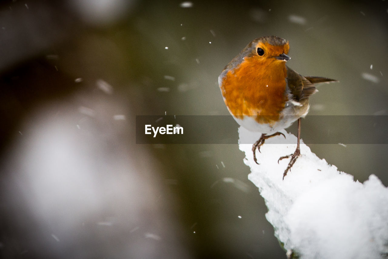 CLOSE-UP OF BIRD PERCHING ON ICE