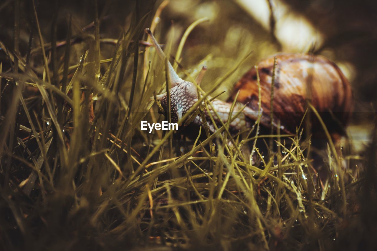 CLOSE-UP OF SNAIL ON GROUND