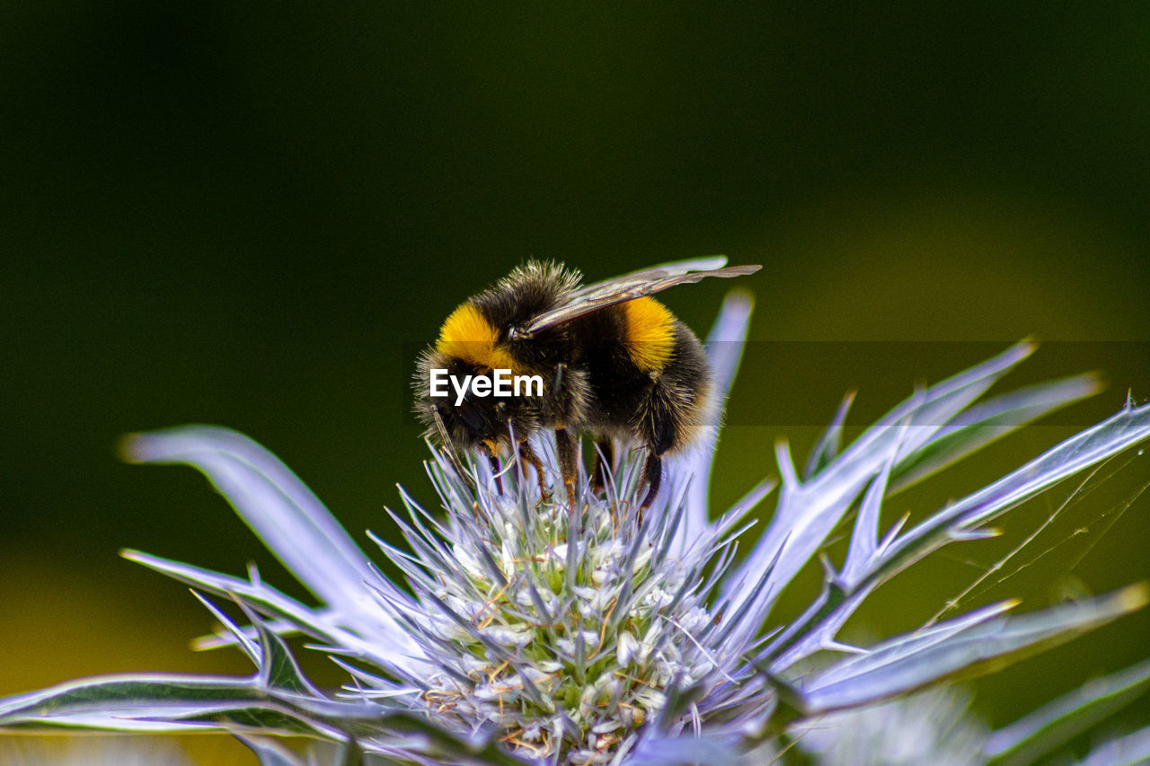 Close-up of bee on flower