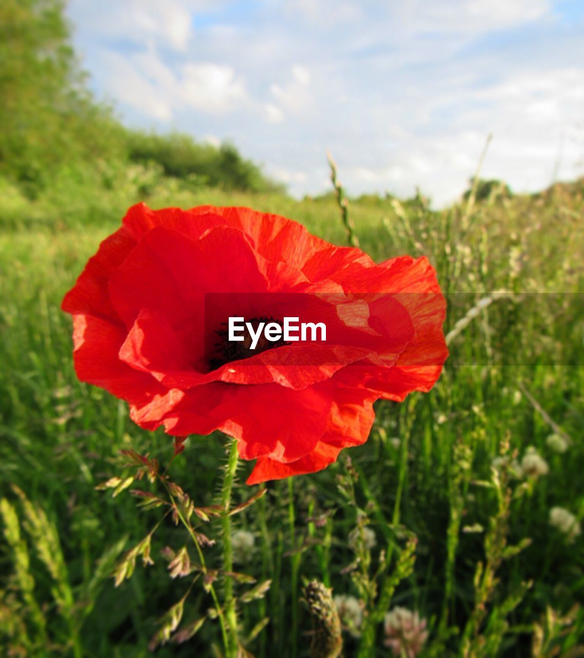 CLOSE-UP OF RED POPPY BLOOMING IN FIELD