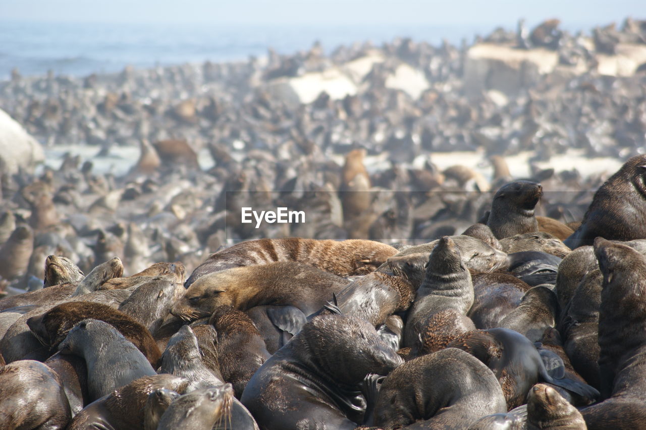 Seals resting on shore