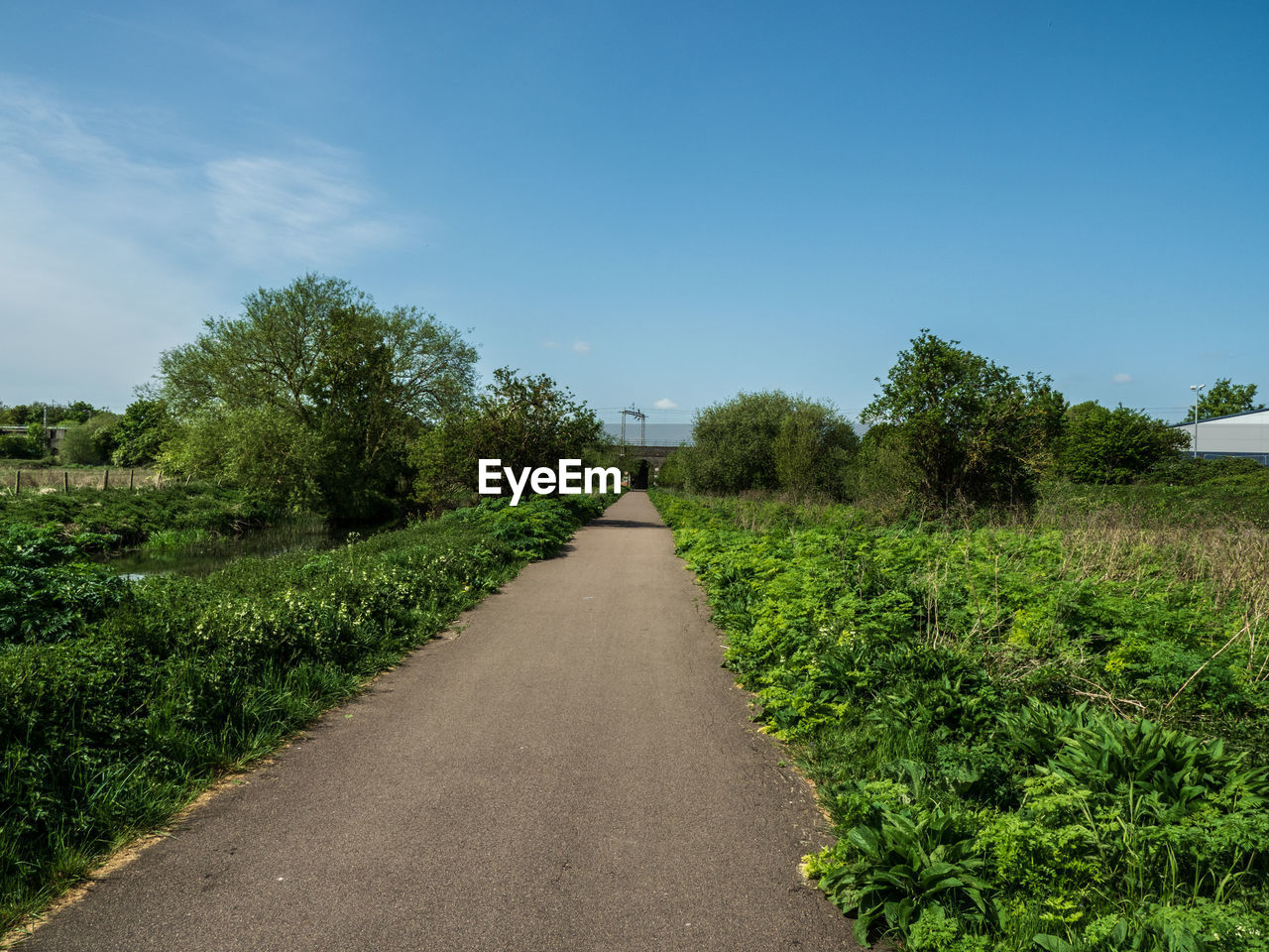 Empty road along plants and trees against sky