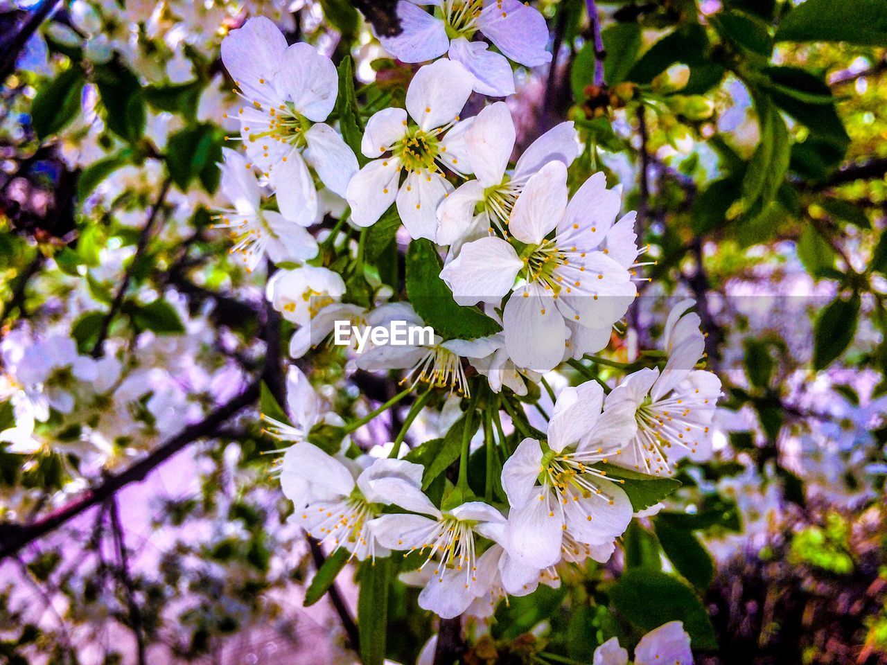 CLOSE-UP OF WHITE CHERRY BLOSSOM TREE