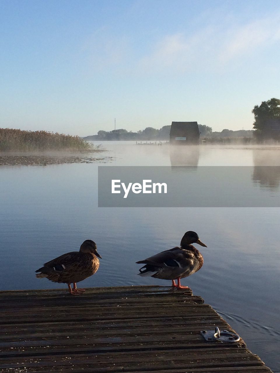 Mallard ducks on pier over river in foggy weather