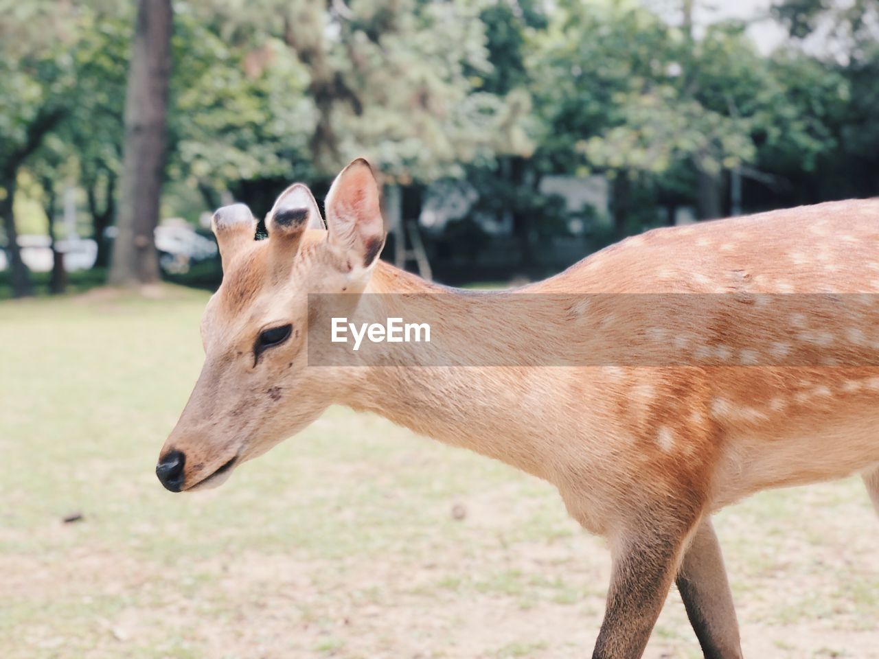 Young deer in nara, japan