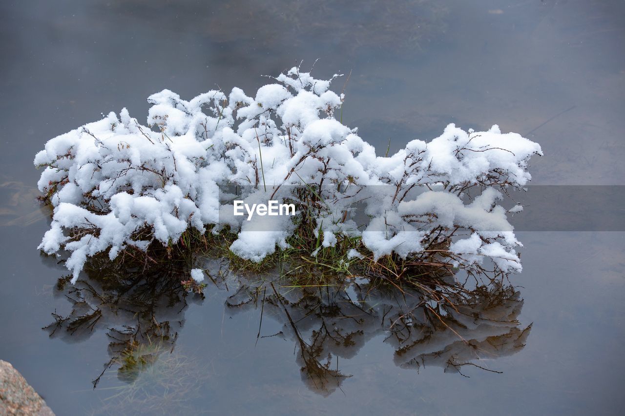 HIGH ANGLE VIEW OF FROZEN PLANT ON LAKE