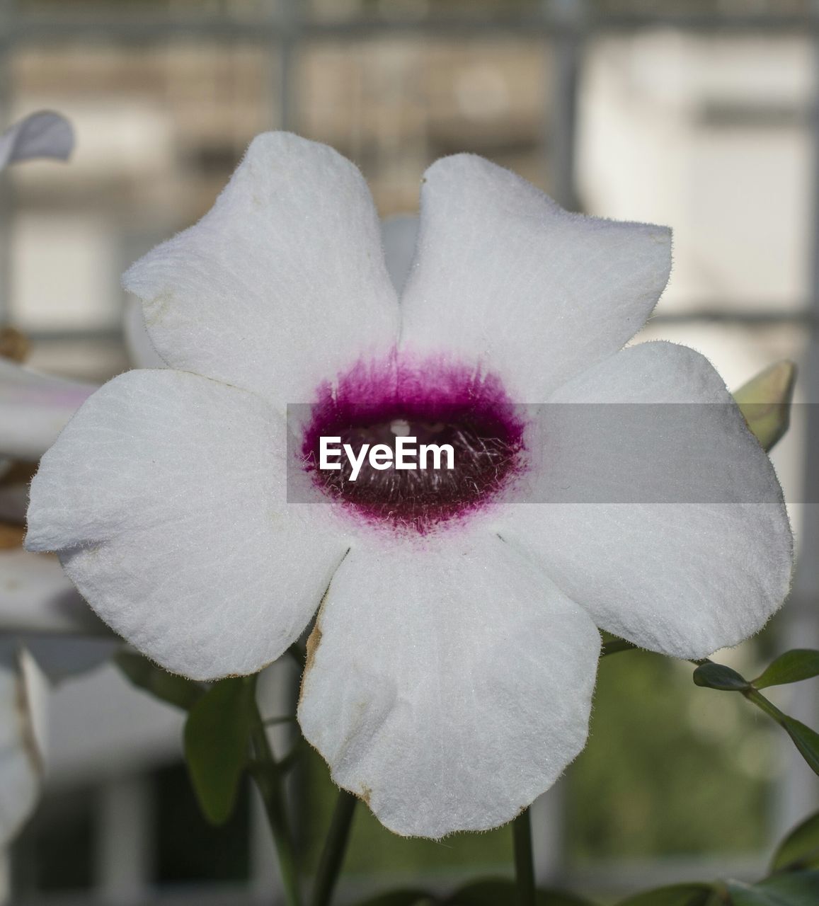 CLOSE-UP OF WHITE FLOWERS BLOOMING OUTDOORS