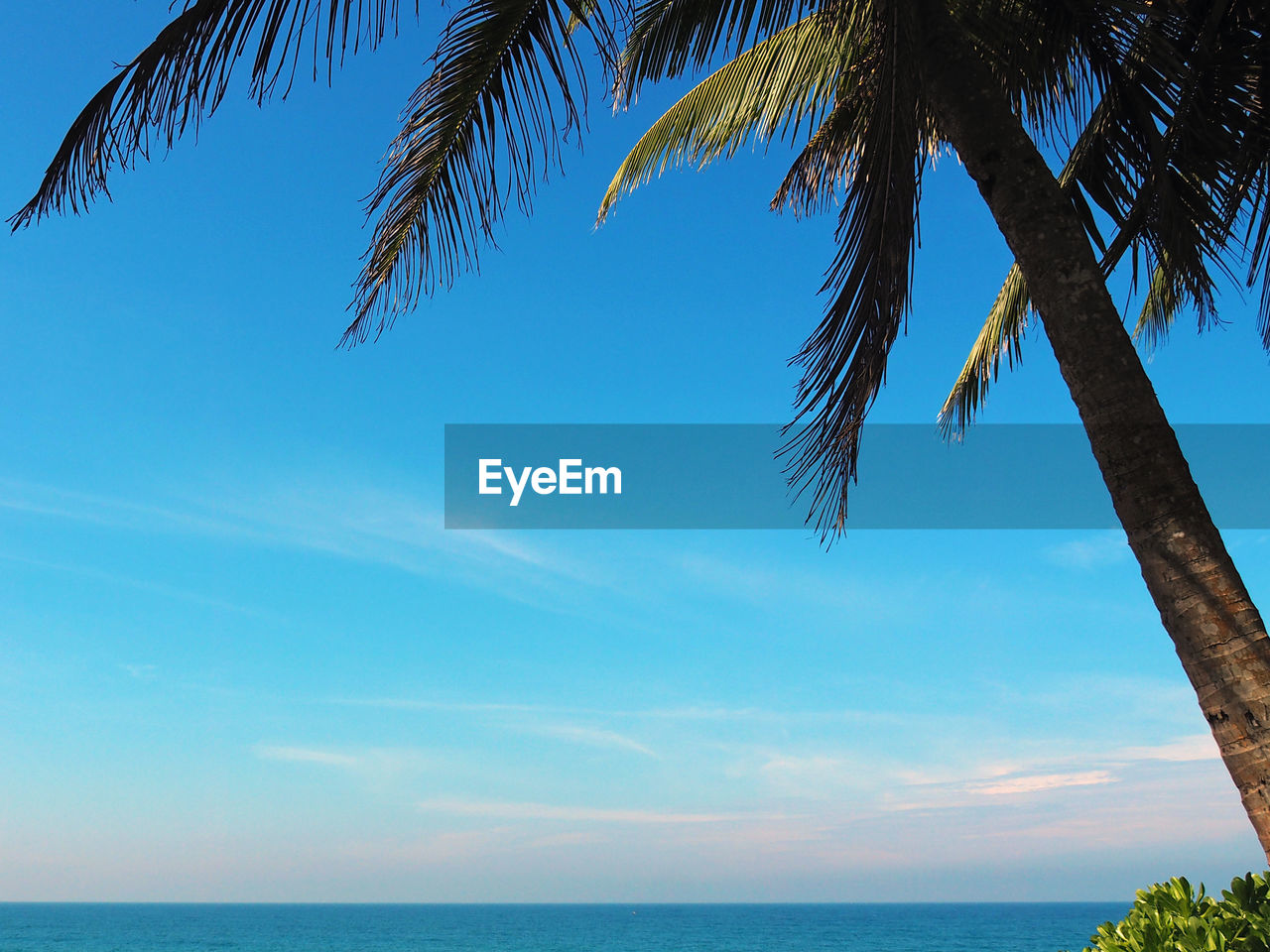 Low angle view of palm tree by sea against sky