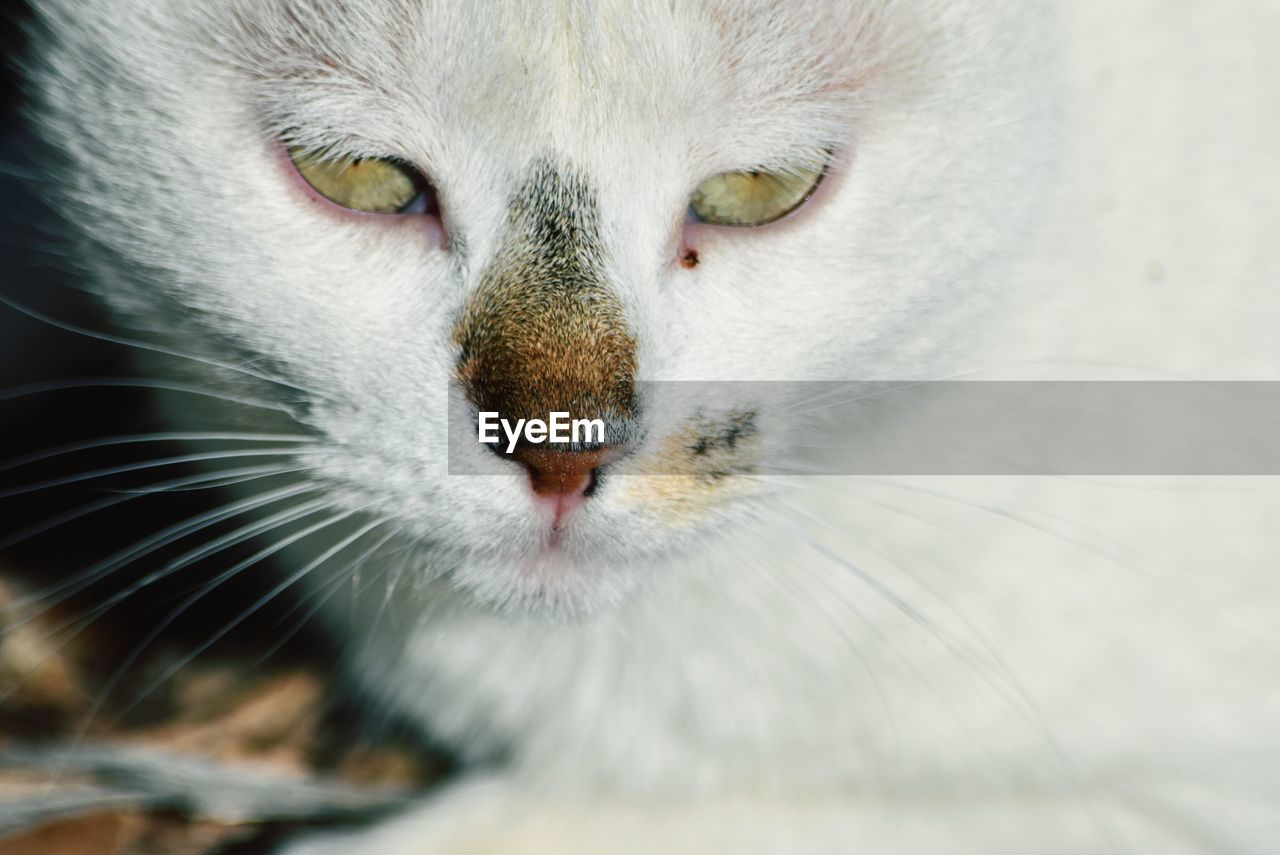 Close-up portrait of cat