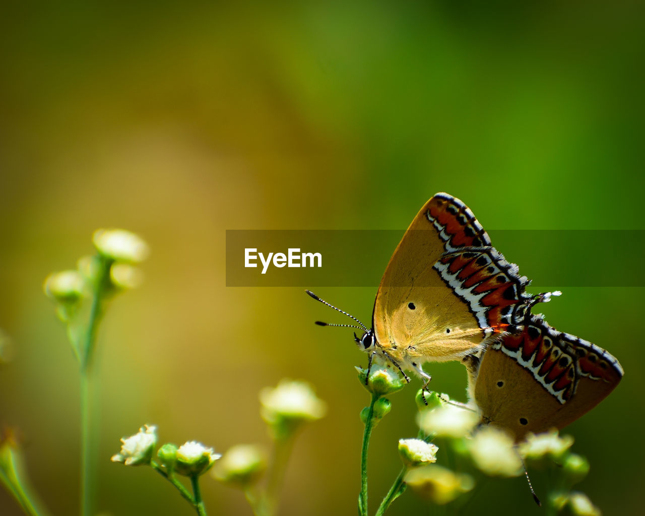 Close-up of butterfly pollinating on flower