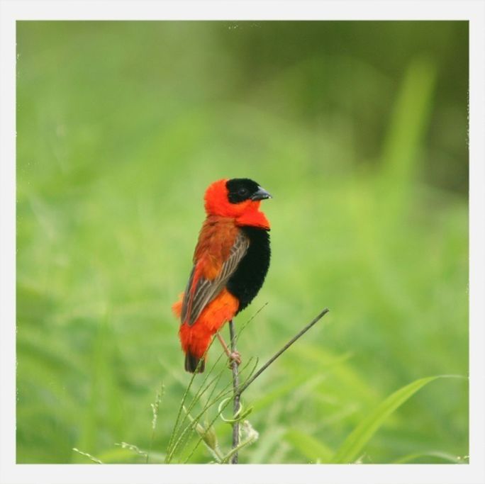 CLOSE-UP OF BIRD PERCHING ON RAILING