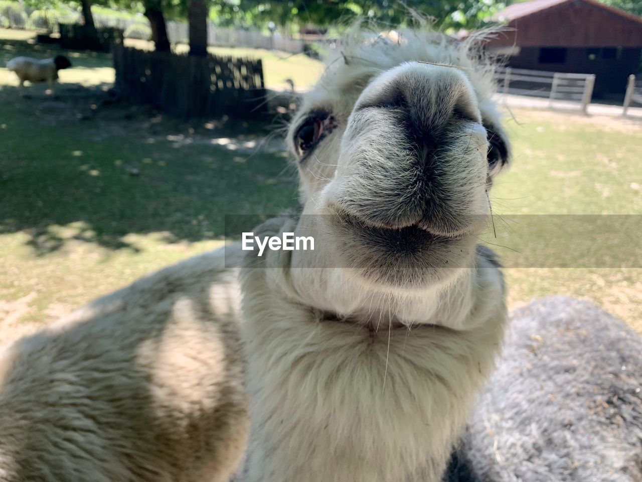 CLOSE-UP OF DOG LOOKING AT CAMERA