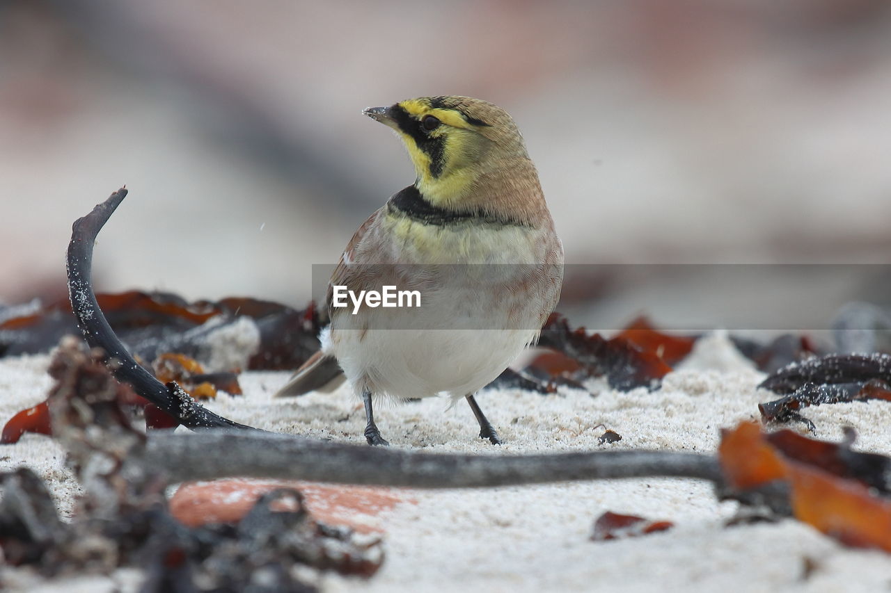 CLOSE-UP OF A BIRD