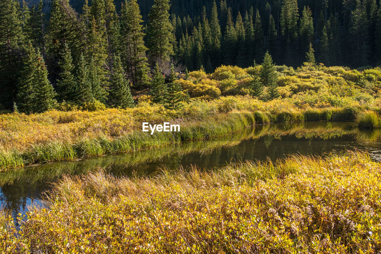 Landscape of yellow bracken, pond and forest along the guanella pass in colorado