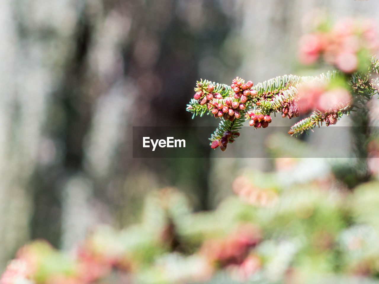 Close-up of pink flowers blooming on tree