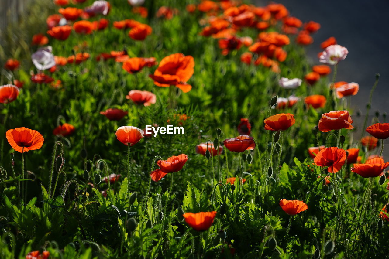 Close-up of red poppy flowers in field