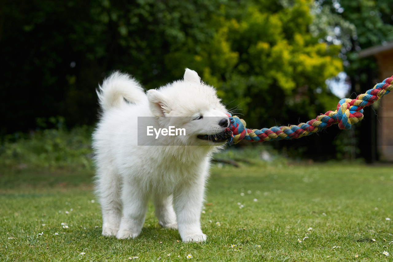 Dog playing with rope on field