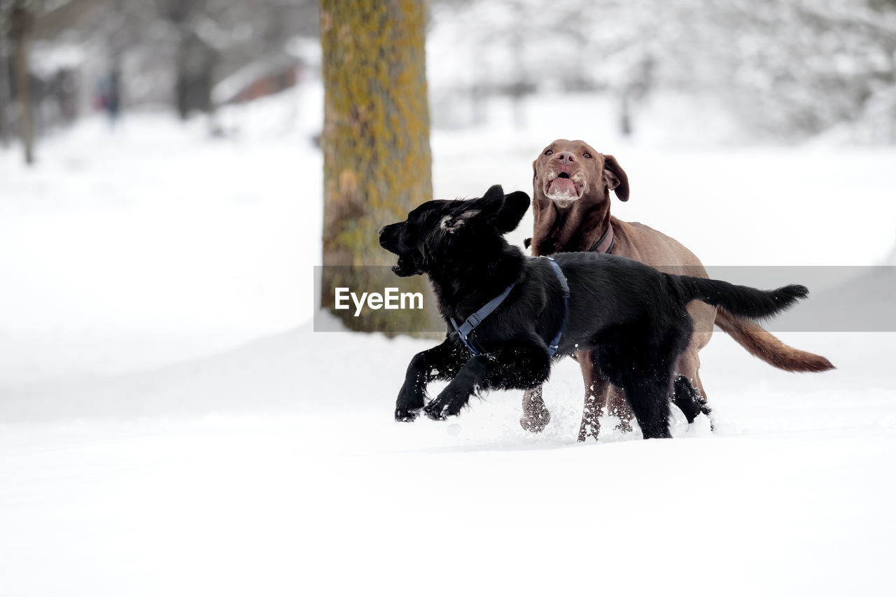 DOG RUNNING ON SNOW