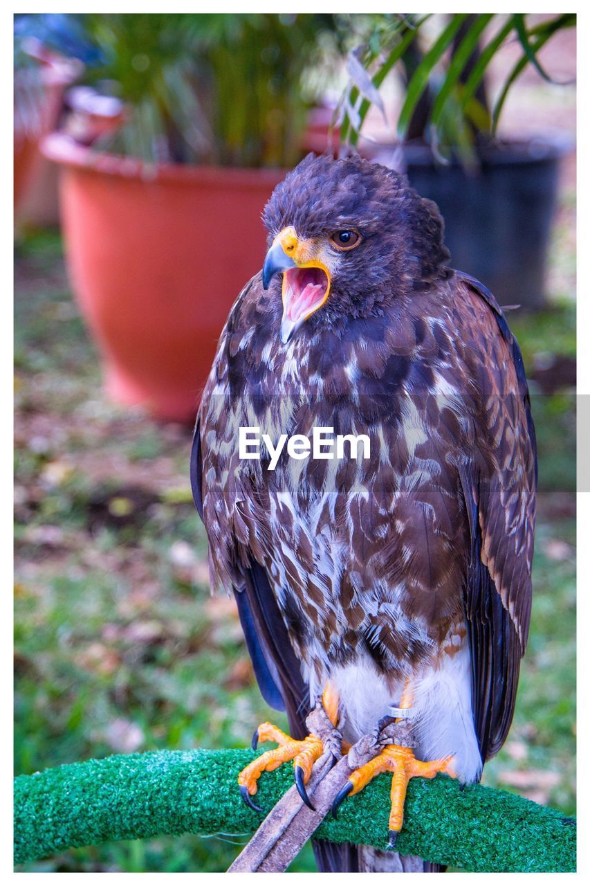 CLOSE-UP OF EAGLE PERCHING ON WOOD