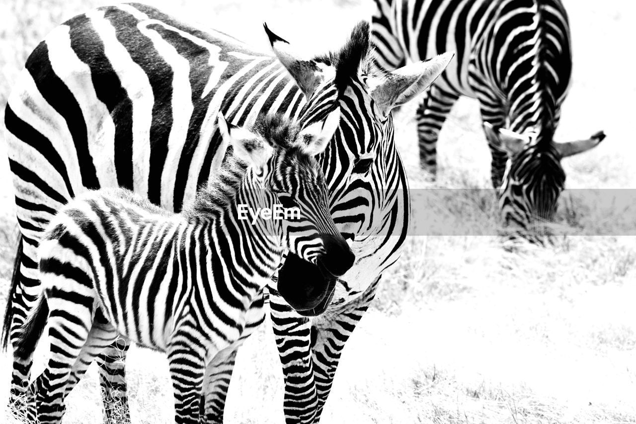 Zebras with foal on field