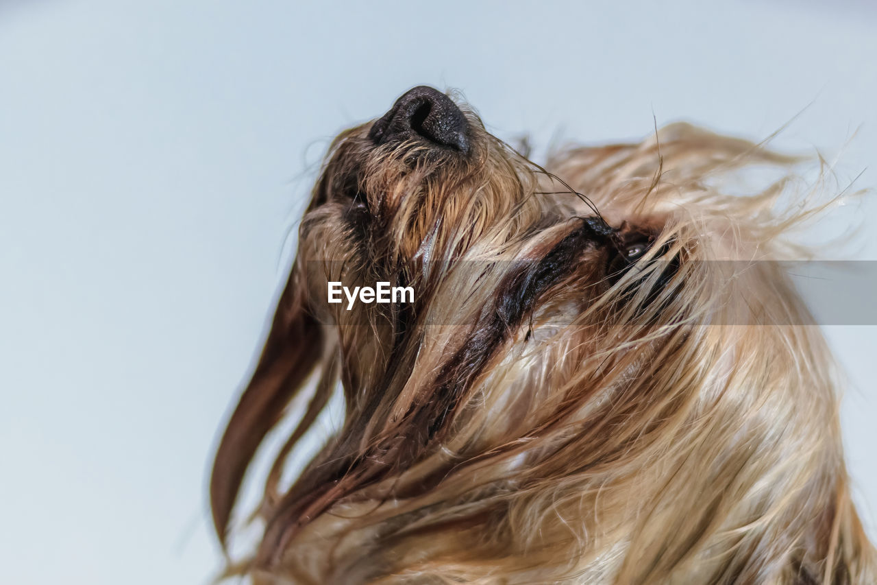 Yorkshire terrier dog gets nail cut hair grooming at salon and pet spa
