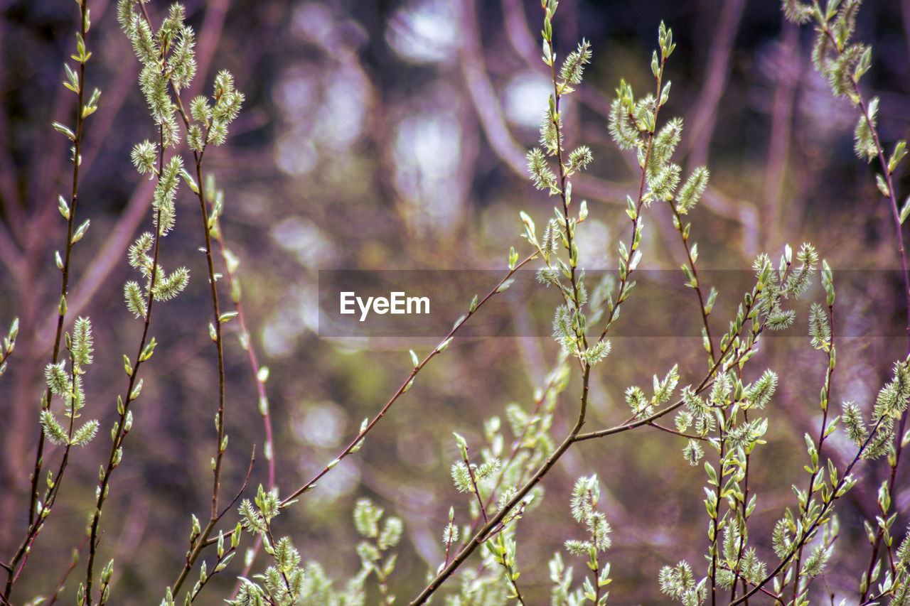 CLOSE-UP OF FLOWERING PLANT AGAINST TREES