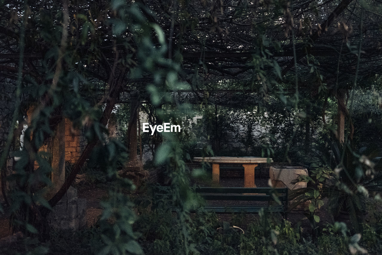 Trees and plants in forest