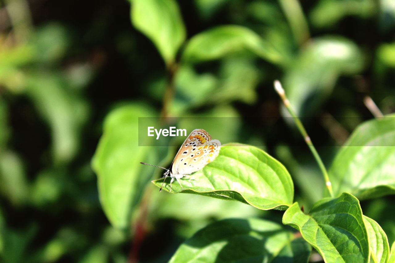 animal wildlife, leaf, plant part, animal, animals in the wild, animal themes, one animal, insect, invertebrate, green color, plant, growth, close-up, focus on foreground, beauty in nature, nature, day, no people, animal wing, sunlight, butterfly - insect, outdoors