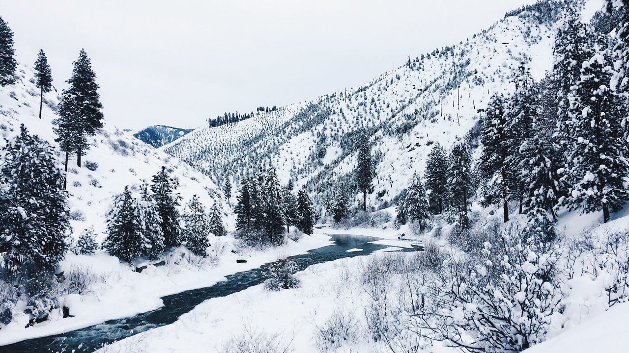 Trees on snow covered mountain against sky