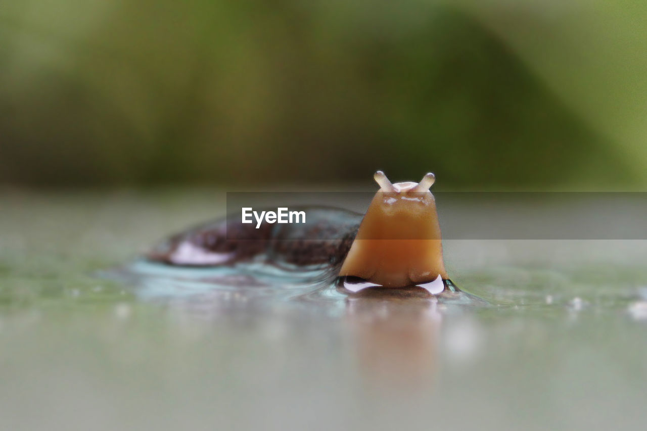 CLOSE-UP OF SNAKE REFLECTION IN WATER