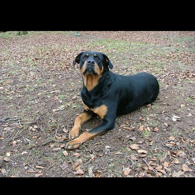 DOG LYING ON THE GROUND