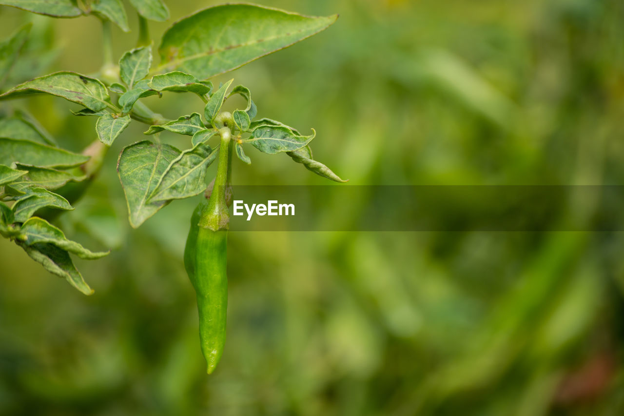 CLOSE-UP OF FRESH GREEN PLANT WITH RED LEAF