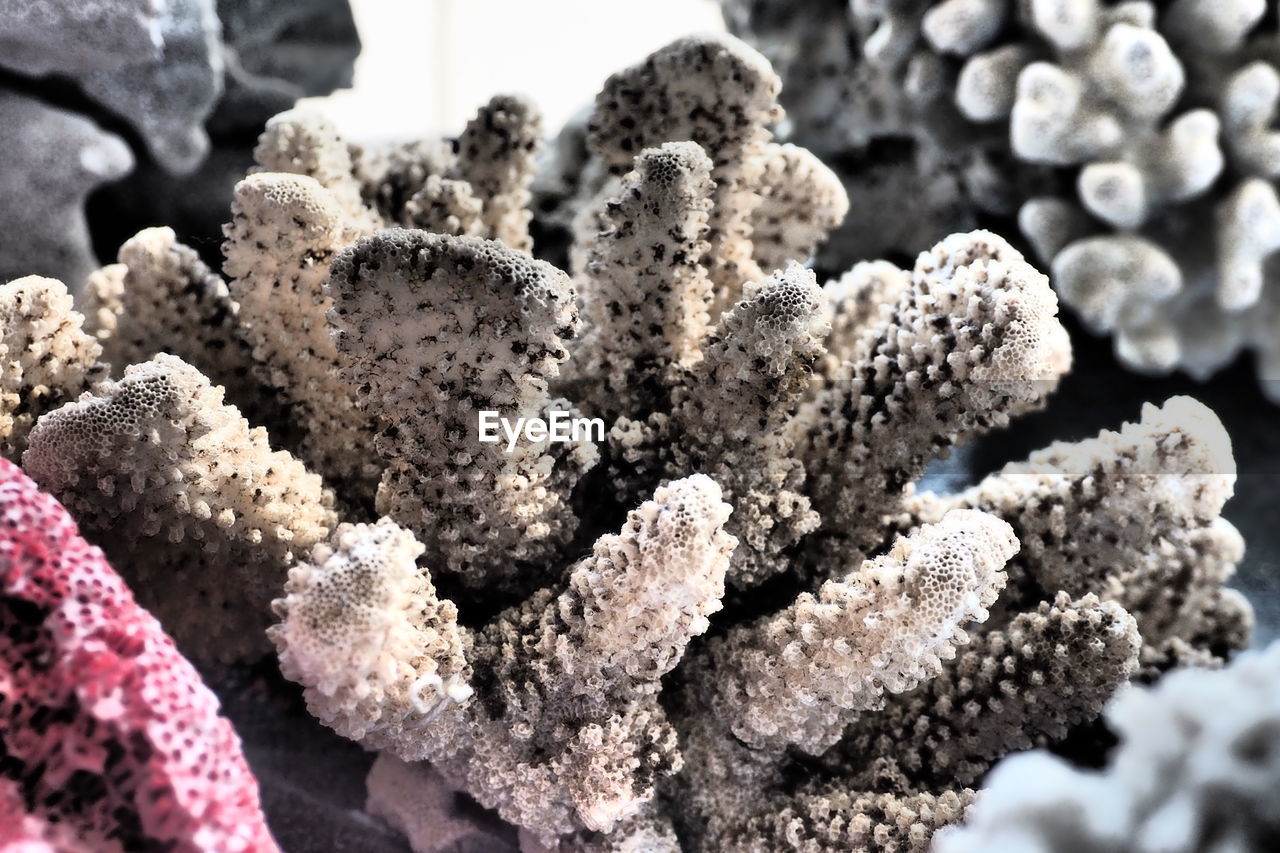 High angle view of coral plant