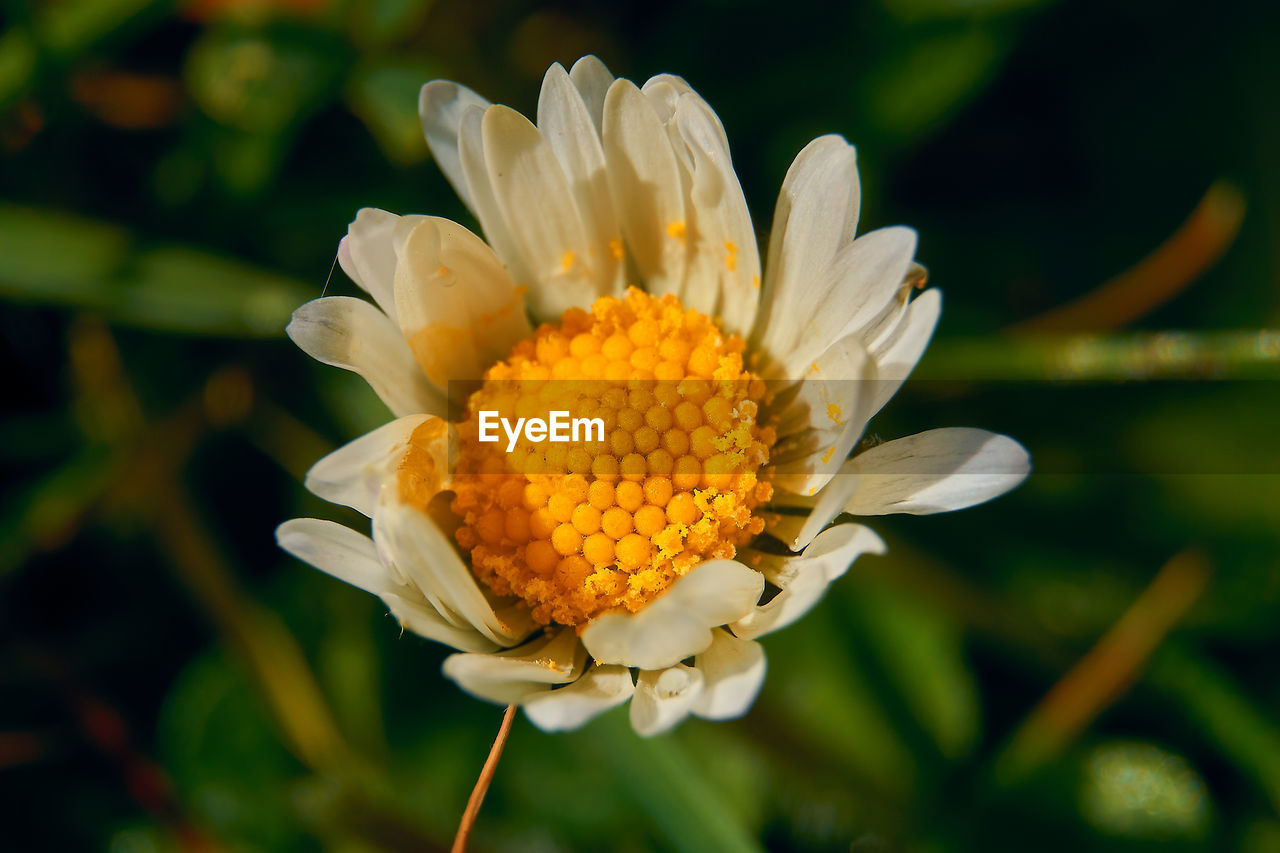 Close-up of white flower