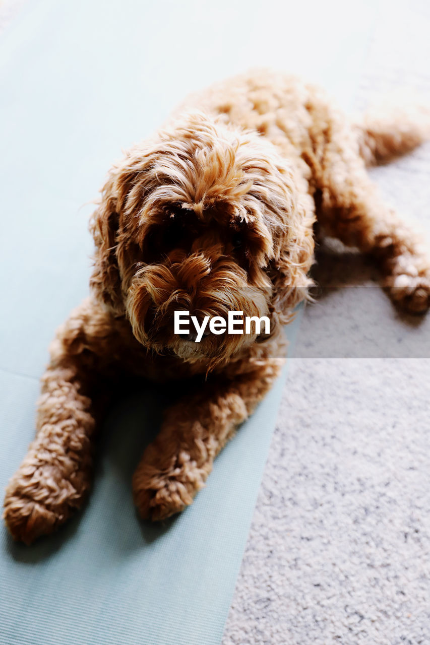 close-up portrait of dog