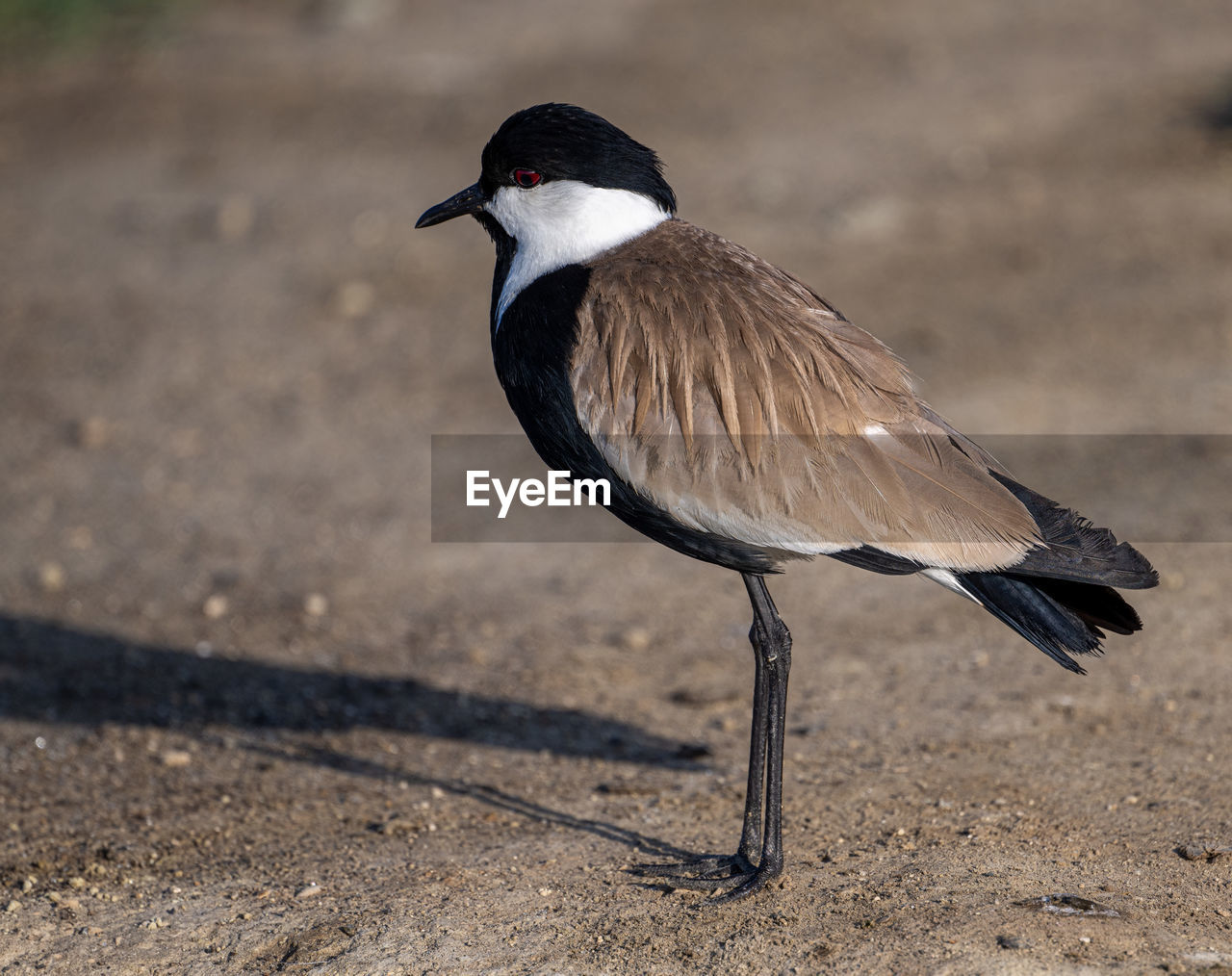 bird, animal themes, animal, animal wildlife, wildlife, beak, one animal, full length, nature, no people, side view, close-up, outdoors, animal body part, day, black, focus on foreground, land, sunlight, wing