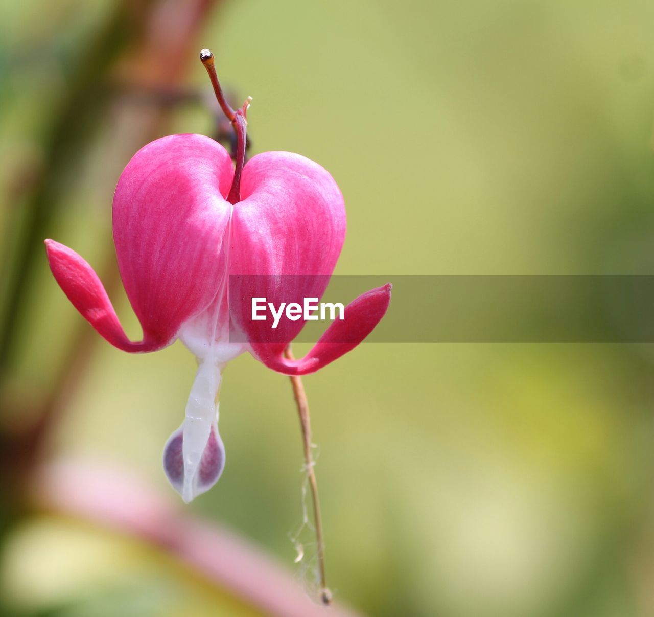 Close-up of bleeding heart blooming outdoors