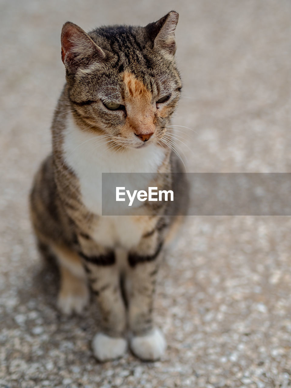 CLOSE-UP OF A CAT LOOKING AWAY