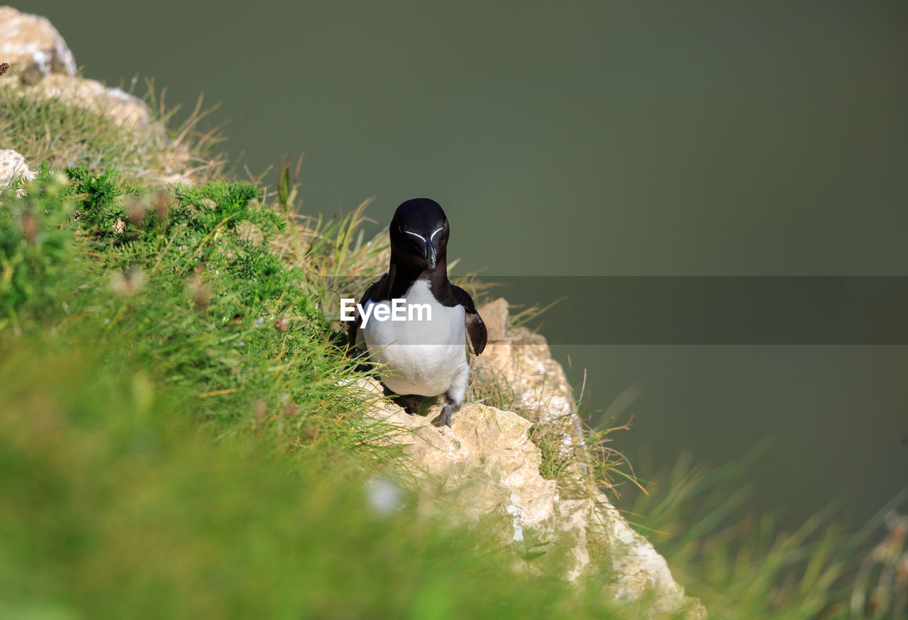 A razorbill on a rock ledge