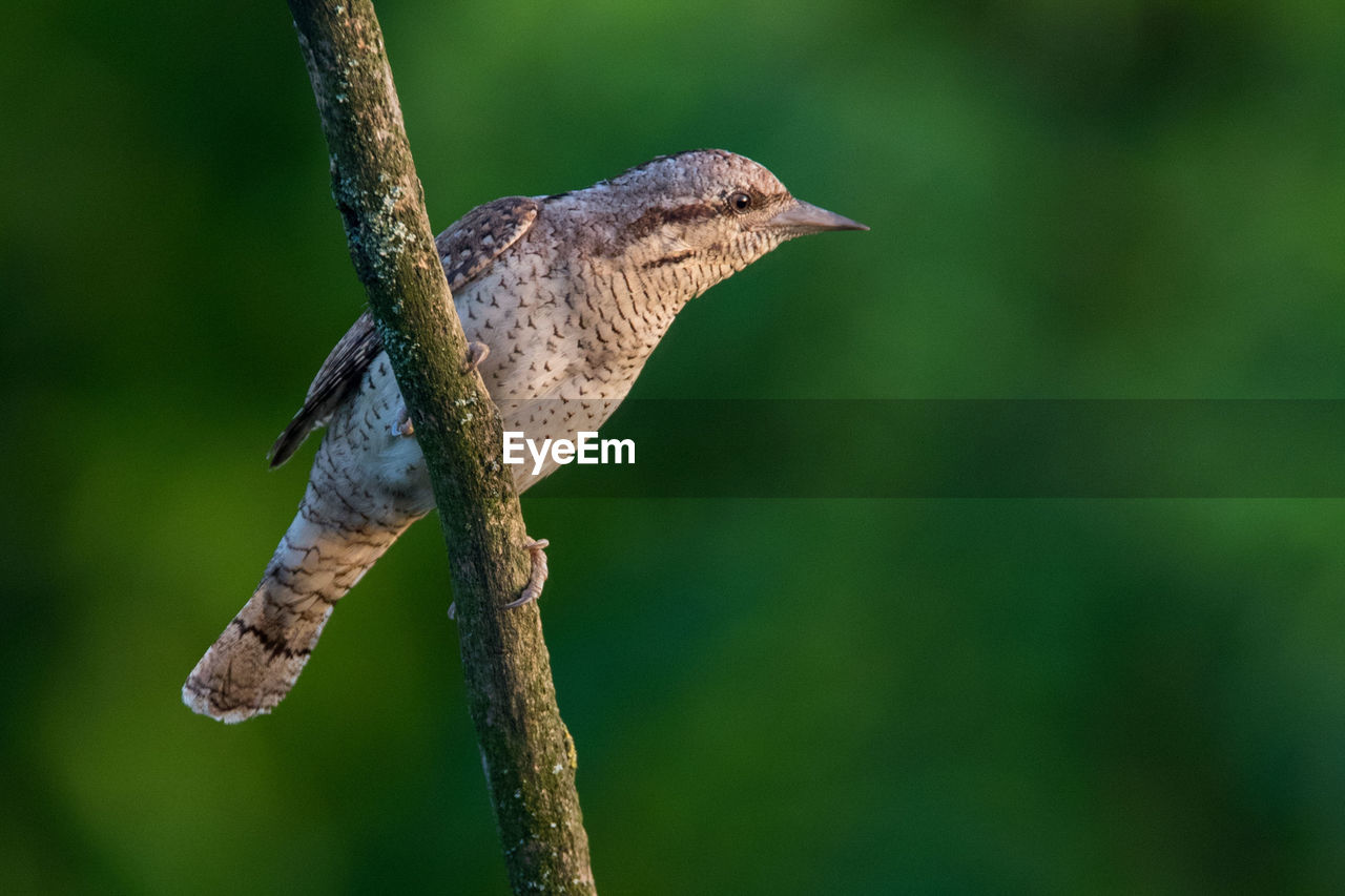 BIRD PERCHING ON A BRANCH