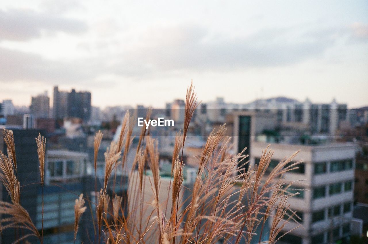 Close-up of plant against buildings in city