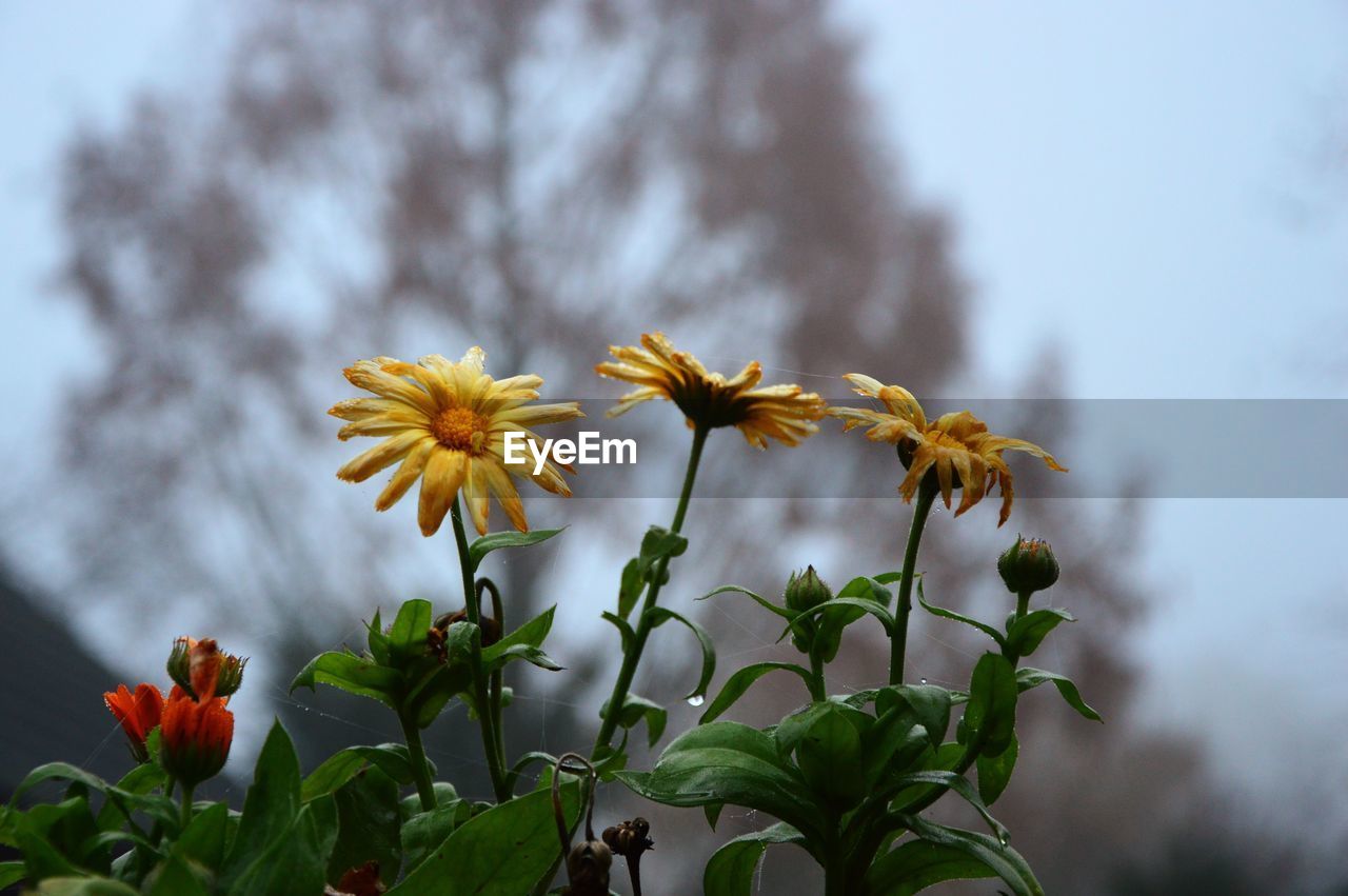 LOW ANGLE VIEW OF YELLOW FLOWERING PLANTS AGAINST SKY