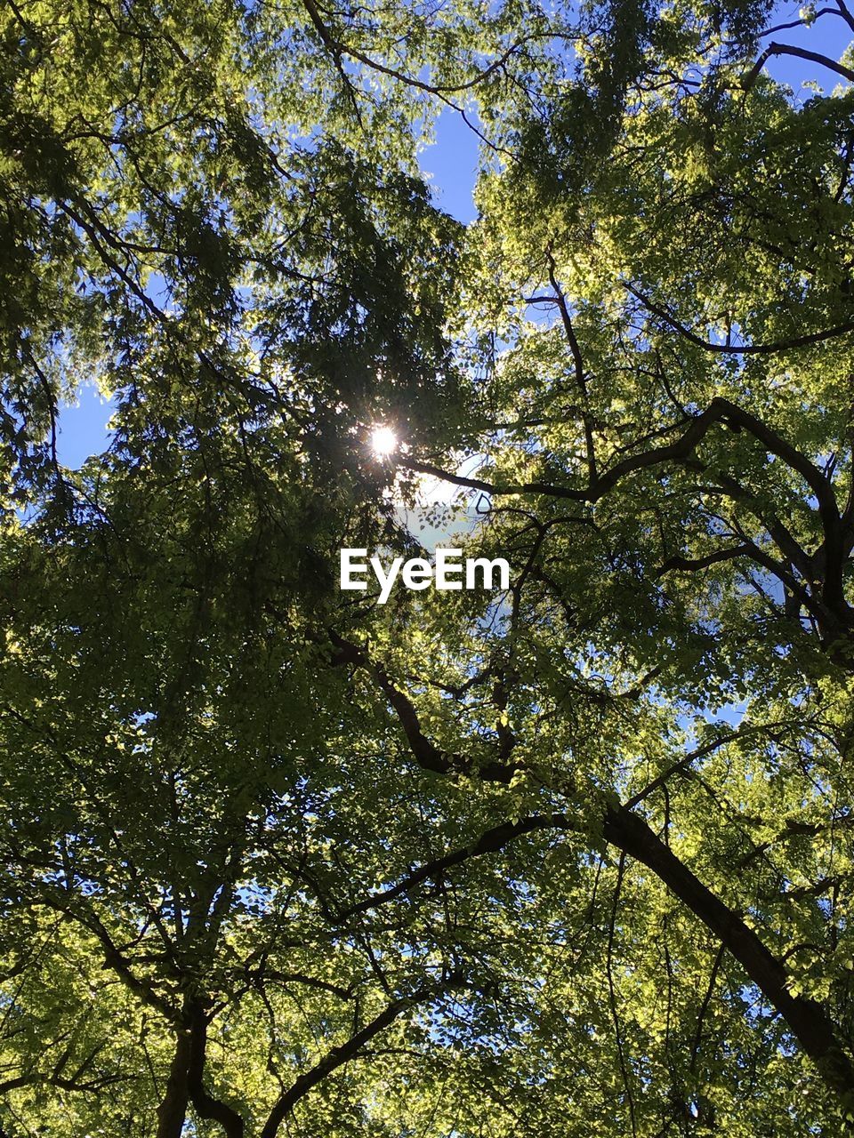 LOW ANGLE VIEW OF TREES IN FOREST