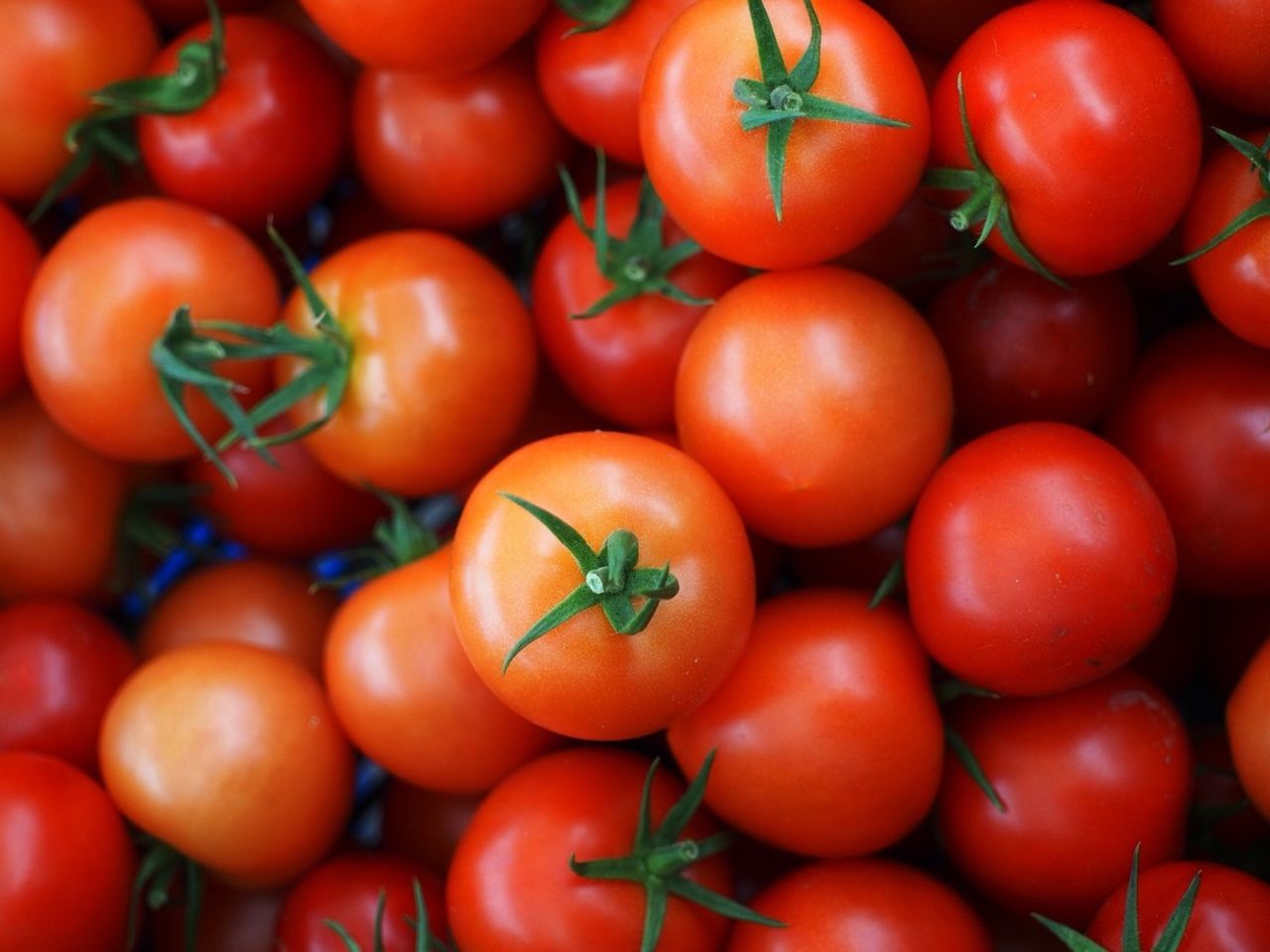 Detail shot of tomatoes