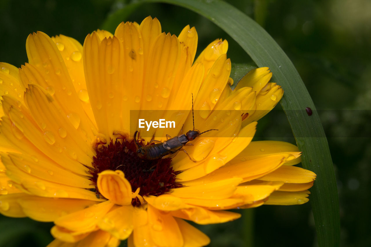 CLOSE-UP OF HONEY BEE ON YELLOW FLOWER