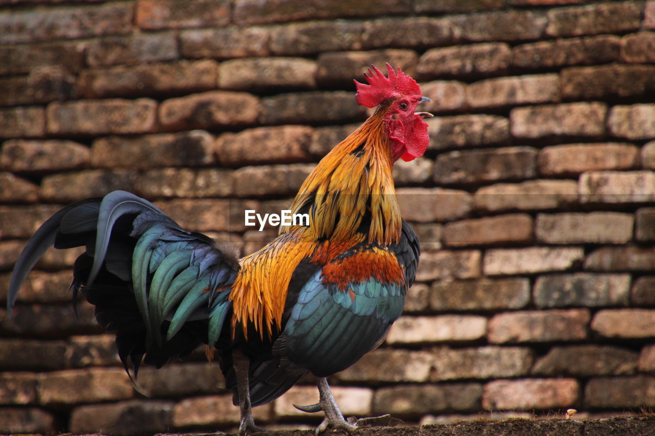 Close-up of rooster