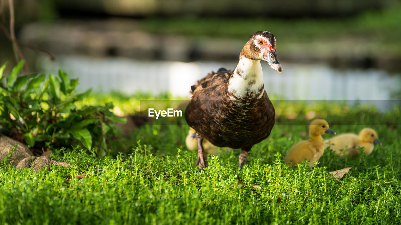 VIEW OF BIRDS ON GRASS