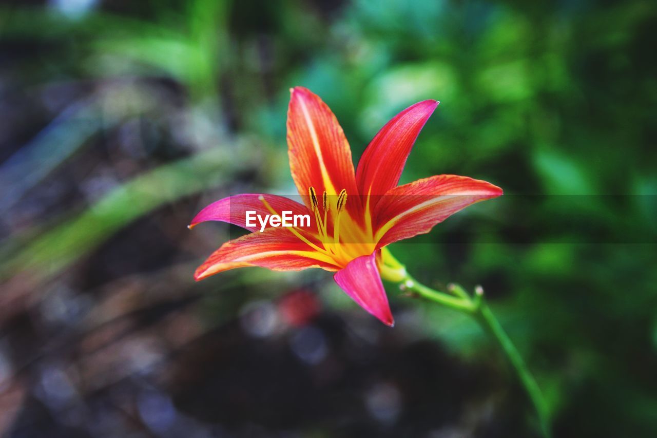 Close-up of red flower